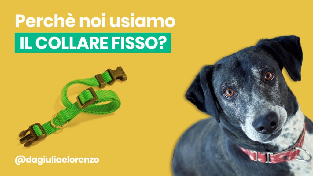L’uso del collare fisso
