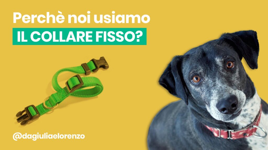 cane con collare
