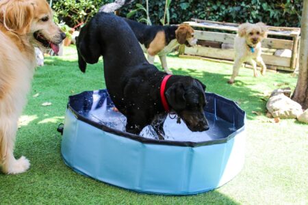 cane che si tuffa in piscina