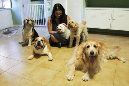 cani in salotto pensione casalinga