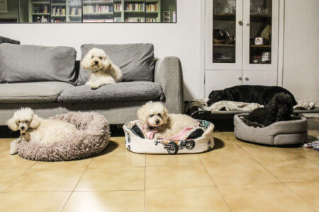 si sta come a casa cani in pensione