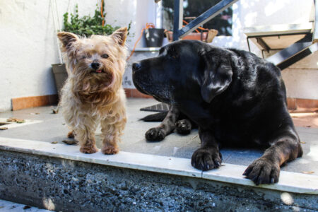 cani che si rilassano in giardino