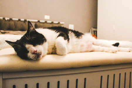 gatto che dorme in pensione